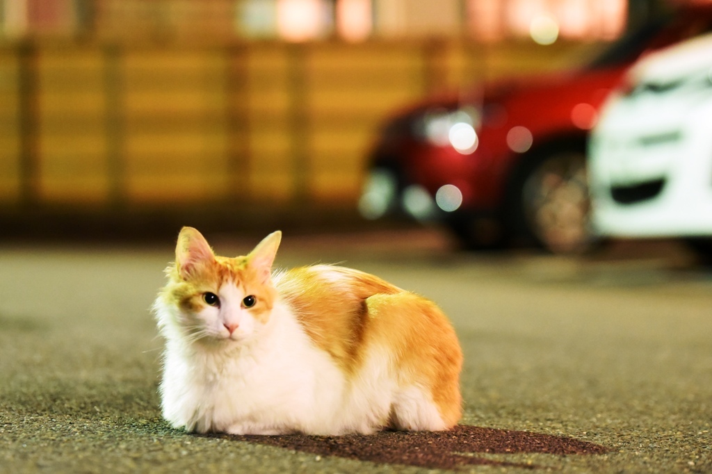 夜猫６　なんとノルウェージャン系野良。サマーカットされてやんの