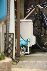 円町の子猫きょうだい１
