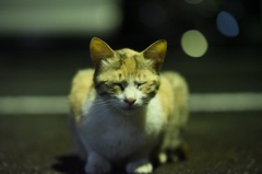 夜猫２　母三毛猫　真夜中の公営団地