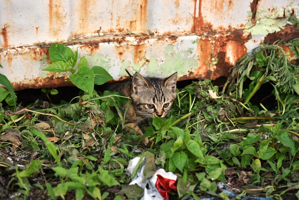 隙間から子猫ぞくぞく⑤