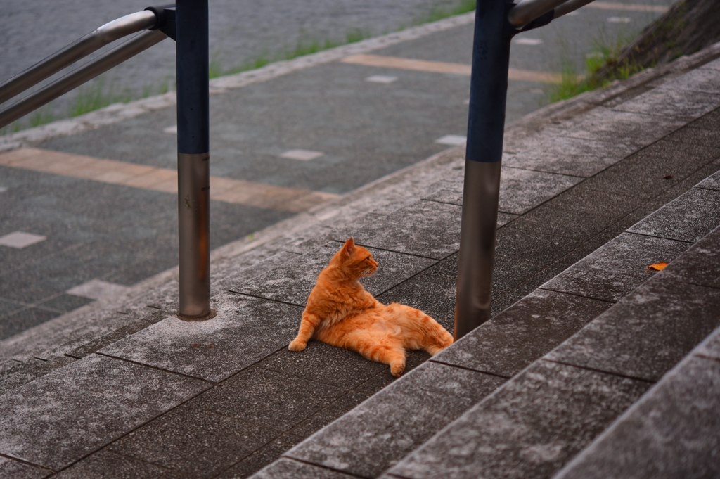 猫をやめた瞬間