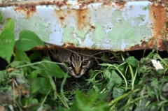 隙間から子猫ぞくぞく④