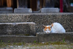 神社の猫1