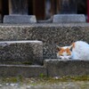神社の猫1
