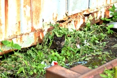 隙間から子猫ぞくぞく②
