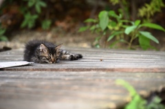 眠そうな子猫　見つめる先１