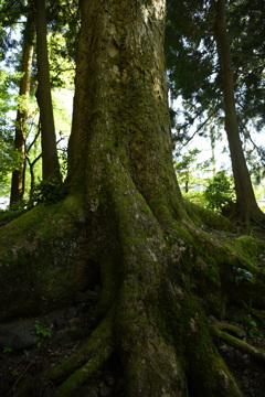 木