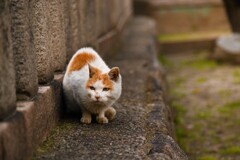 神社の猫4