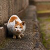 神社の猫4