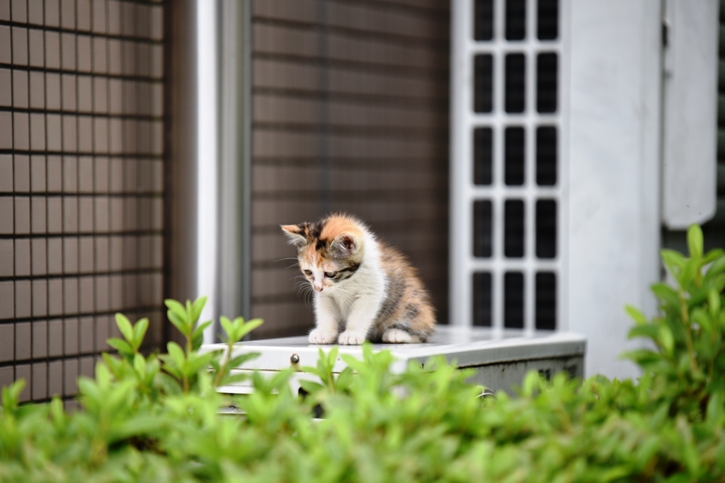 眠くてしょうがない…ミケ子猫３