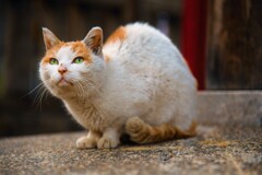 神社の猫2