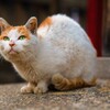 神社の猫2