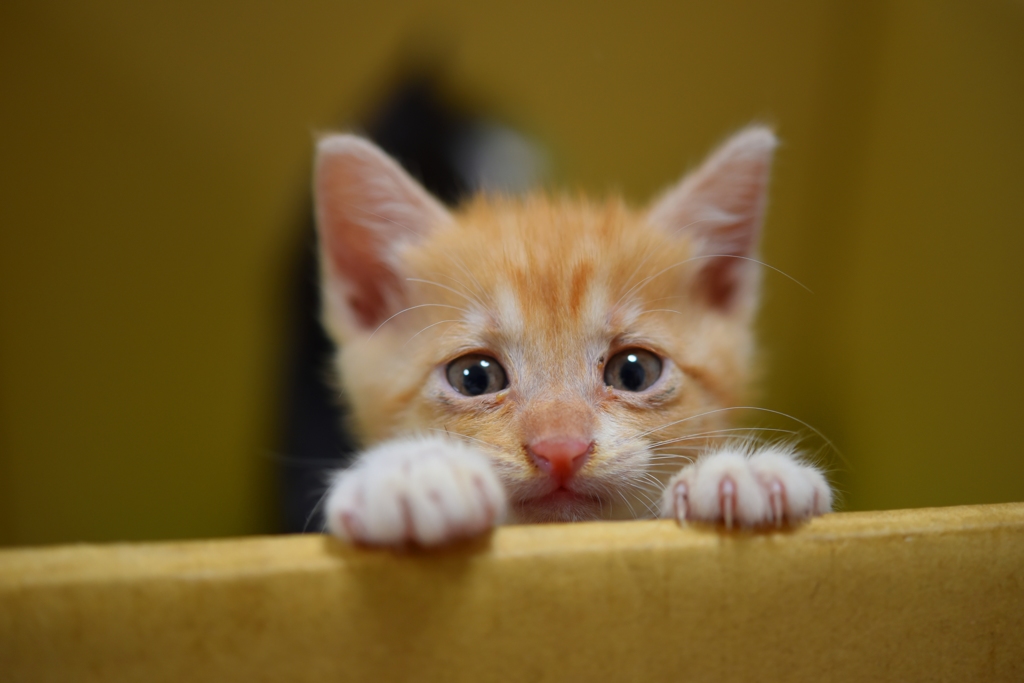 出せと見つめる子猫 By Gotengo Id 写真共有サイト Photohito