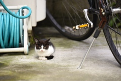 円町の子猫３