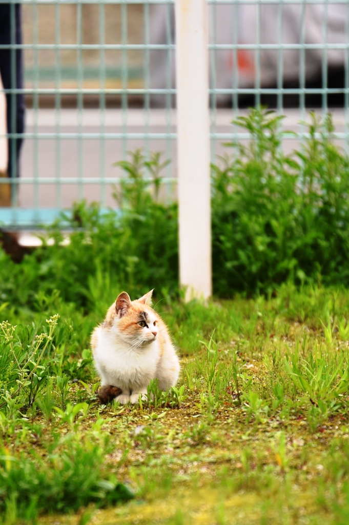 子猫発見。でも…