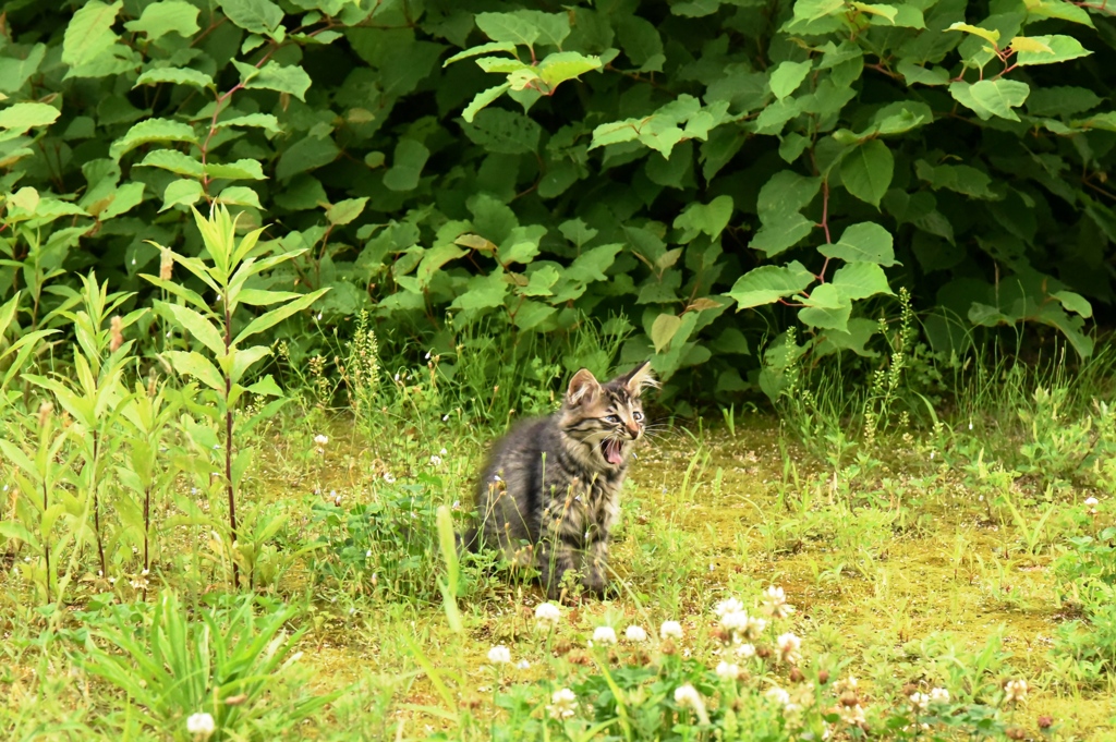 萌黄のキジトラ子猫２