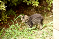 もっふもふ