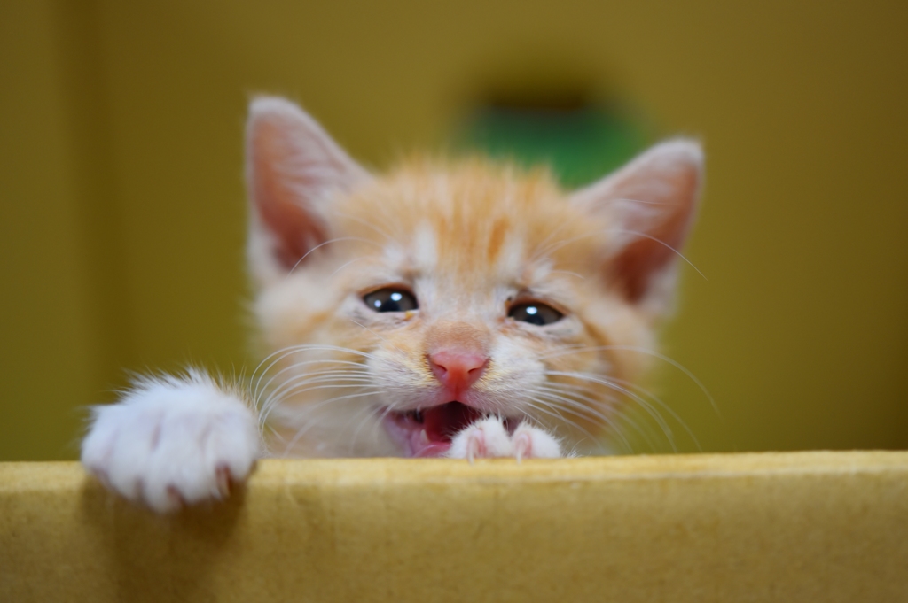 自分で登ったのに、落ちそうで困った顔の子猫