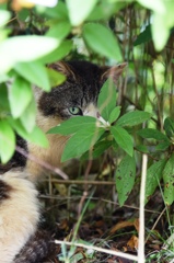 睨む猫