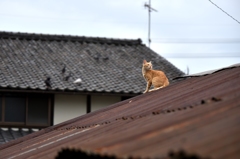見上げる②