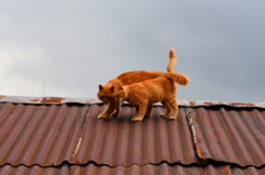 トタン猫1号と2号