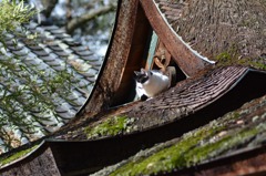 神社猫