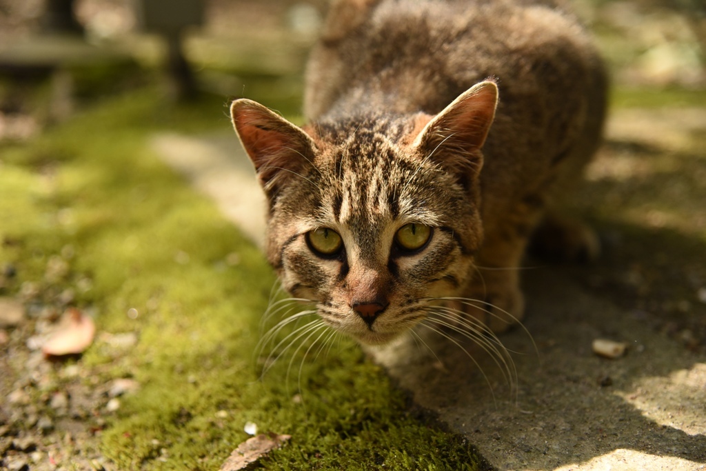 神社猫　D750で
