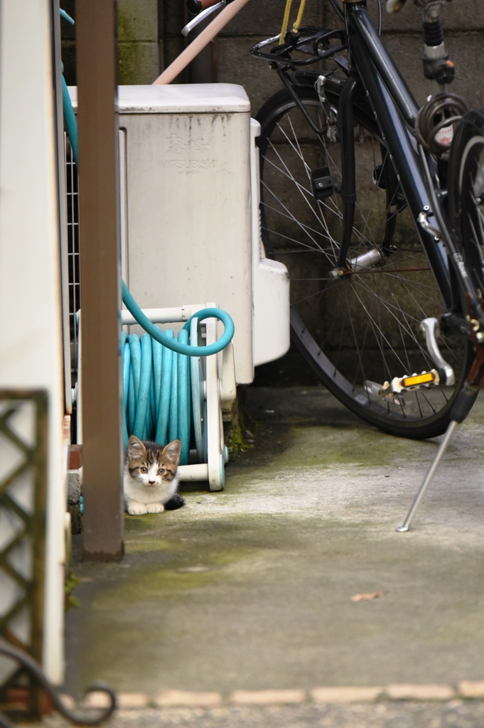 円町の子猫１
