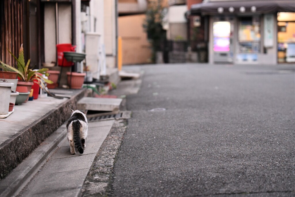 おばさんがご飯くれる時間