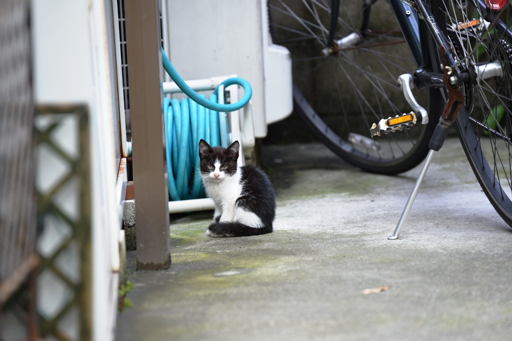 円町の子猫２