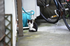 円町の子猫２