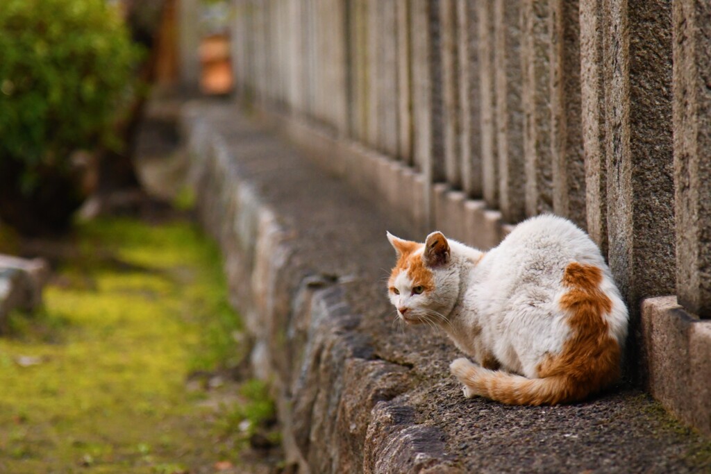 神社の猫5