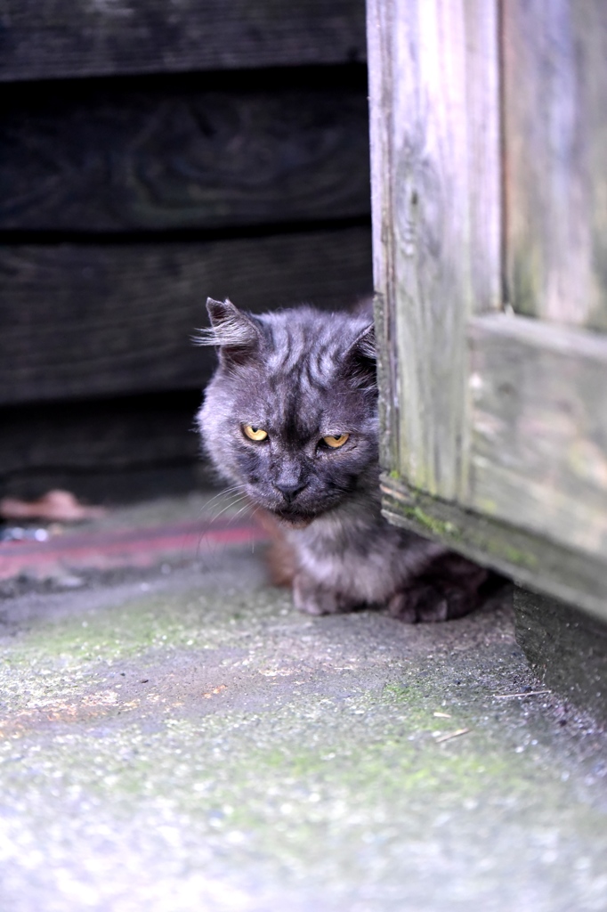 十条のえさ場にて　ボス猫フクちゃんの警戒心