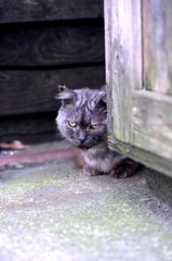 十条のえさ場にて　ボス猫フクちゃんの警戒心