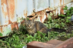 隙間から子猫ぞくぞく①