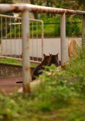 仲良し姉妹猫　３