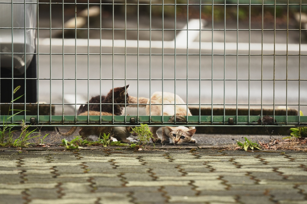 母猫と子猫たち