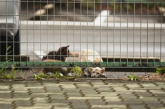 母猫と子猫たち