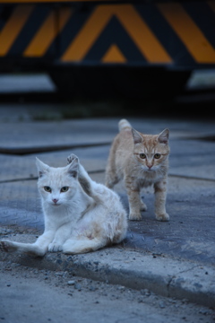 夕刻の親子猫