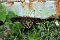 隙間から子猫ぞくぞく③