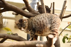 妊婦猫、木に登る
