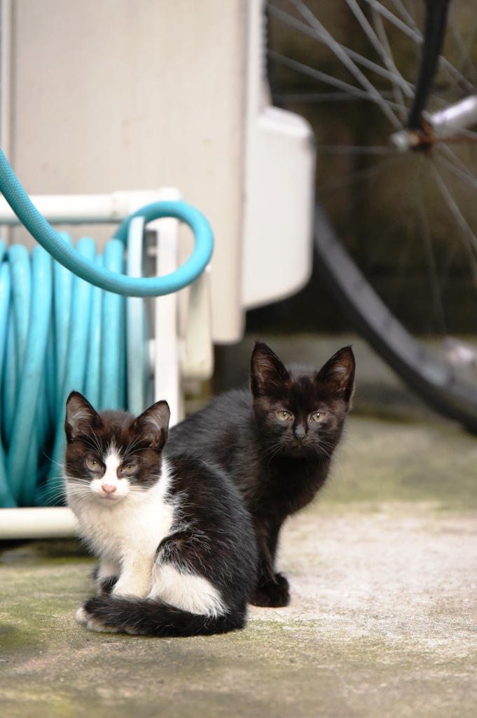 円町の子猫きょうだい２