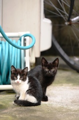 円町の子猫きょうだい２