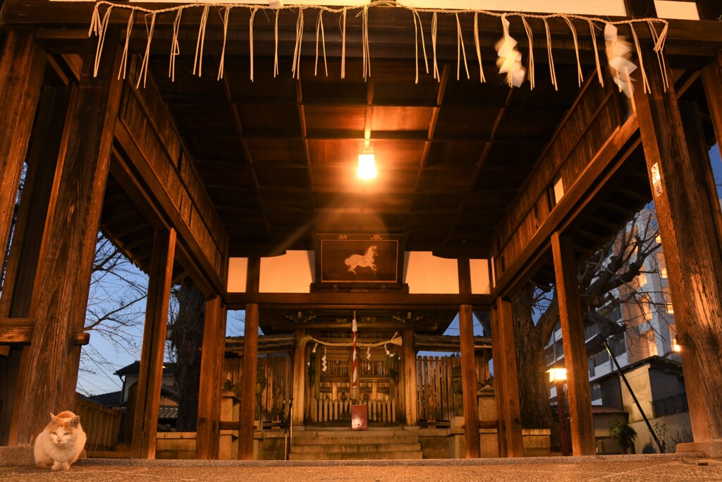 神社の猫6