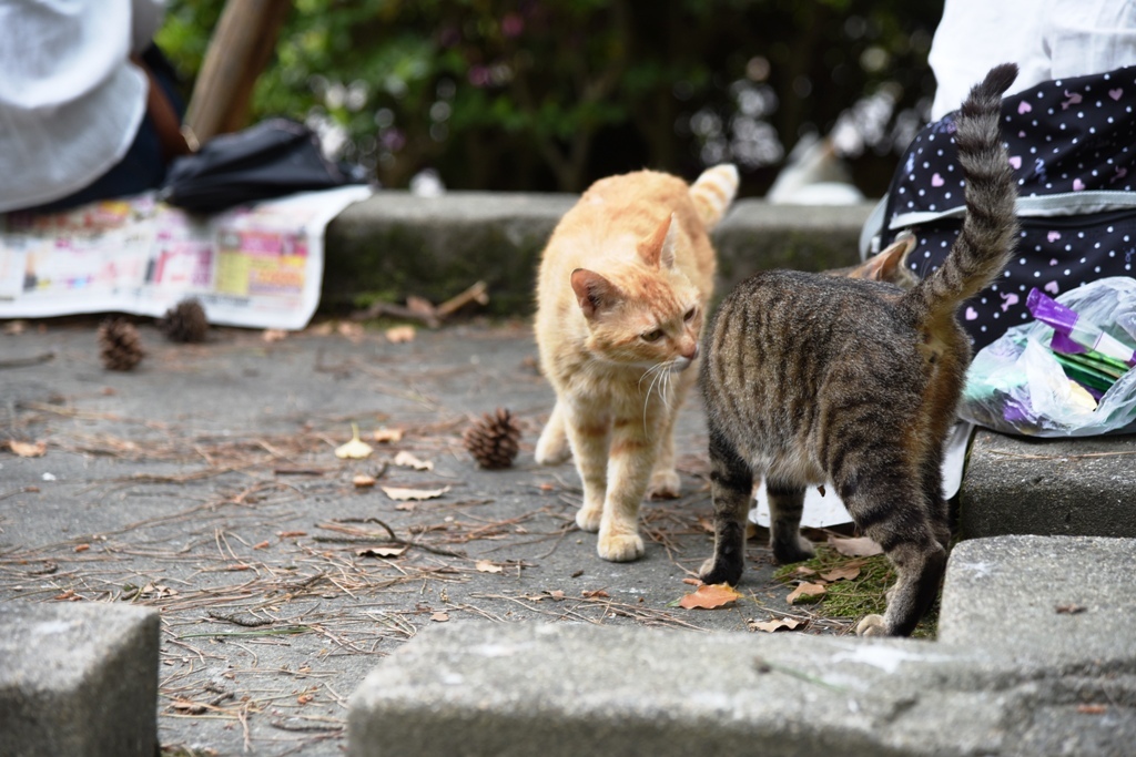 猫あいさつ
