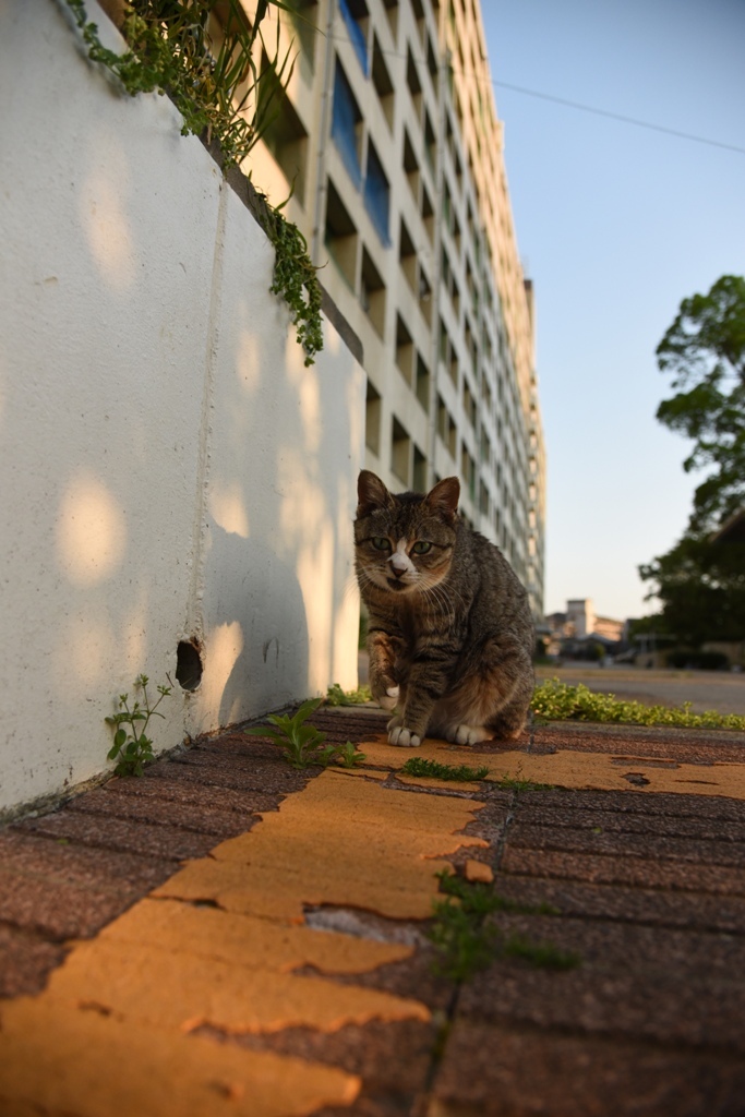 団地の褥婦さん猫