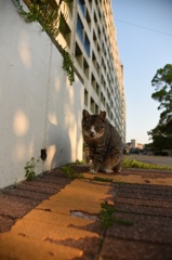 団地の褥婦さん猫