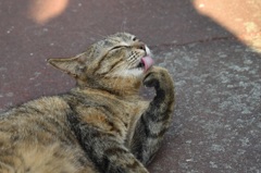 こちらも妊婦さん猫