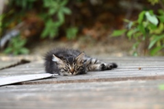 眠そうな子猫　見つめる先２