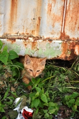 隙間から子猫ぞくぞく⑦